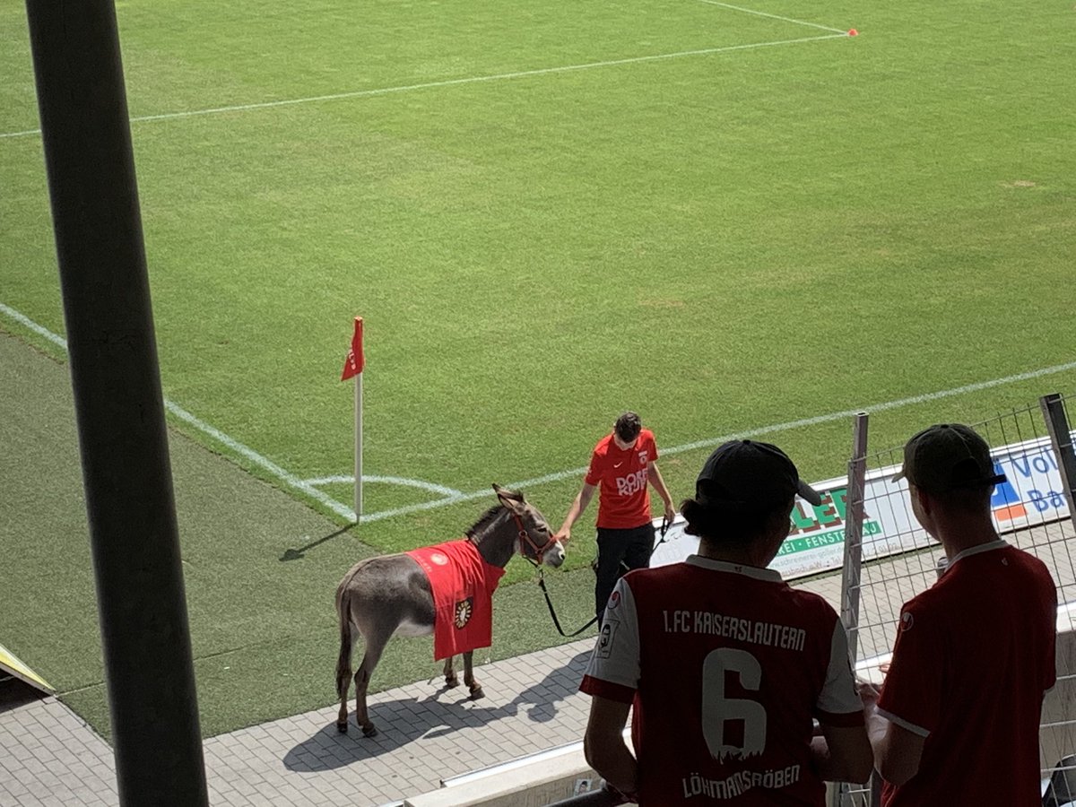 d3s4st3r_1987's tweet photo. Mal was anderes als ein Ziegenbock 😂 #SGAFCK #betze https://t.co/MBgeLsIuFB
