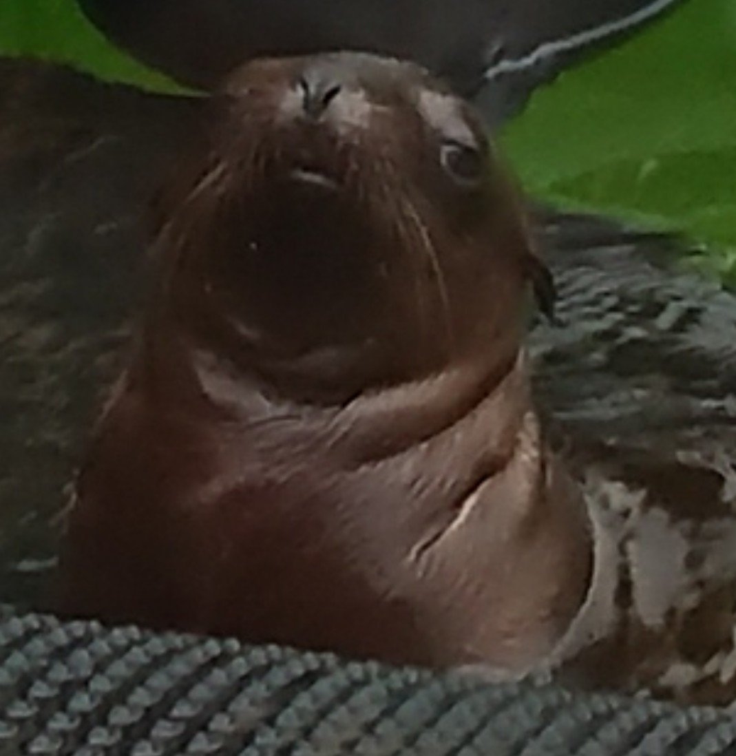 Great day <a href="/ZSLWhipsnadeZoo/">Whipsnade Zoo</a> seeing the new aquarium but the highlight for me was the baby sea lion