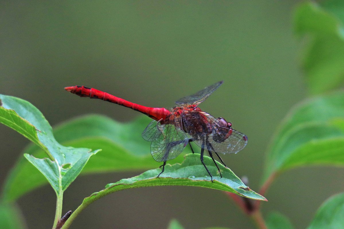 Blutrote Heidelibelle 😍
(Sympetrum sanguineum)

#dragonfly #NaturePhotography #ourworldisworthsaving #macro #Pfalz