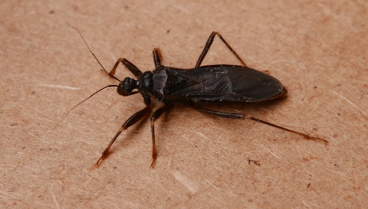 SJBKnott's tweet photo. @BritishBugs @rockwolf74 @hertsbna @iancbeavis Contrast in assassin bugs in Bengeo garden yesterday: Reduvius personatus.
@BritishBugs @rockwolf74 @hertsbna #FlyBug #attractedtolight https://t.co/21LQakEDGw