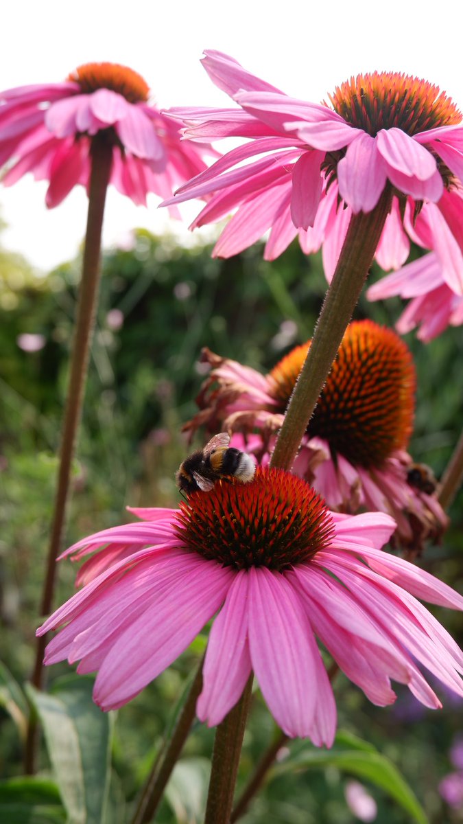 Evert de Bruine tweet media