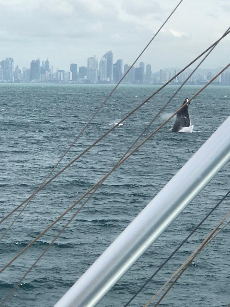 Denise_GuillenZ's tweet image. Pick of the day: Panamá inició temporada de avistamiento de Cetáceos el mejor destino del mundo... 🐋 🐳 🐳 especialmente para Turistas 😊😍🇵🇦