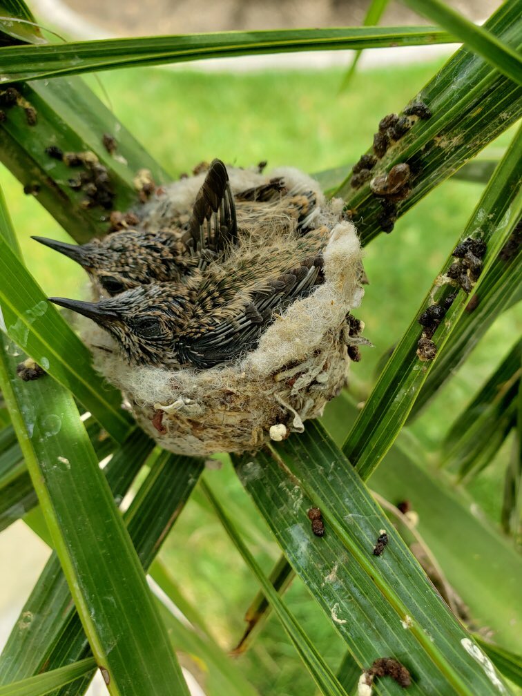 BlackThruHist's tweet photo. I’ve been watching these humming birds grow up for the past month. Almost time for my little guys to go 😭 https://t.co/pau14lU0KJ