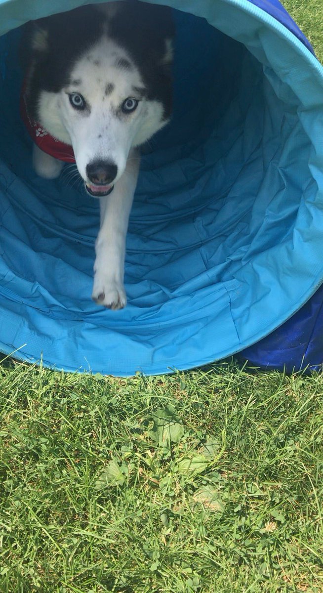 SSleightholm's tweet photo. A Pawsome day out at #pawsitivelyelgin ! Ely did his duties watching the @SJAElgin Therapy Dog Program booth and even gave the agility course a try! #elgin #stthomasproud #local #FunInTheSun https://t.co/H6ihngMiRs