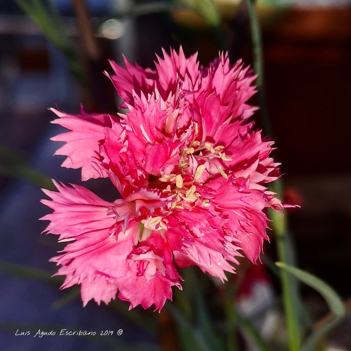 #Clavel #claveles #Flores #Flowers #Verano #Summer #MiJardín #MyGarden #Belleza #beautyful #Colores #Colors #Naturaleza #NatureLovers #flowerperfection #flowerbeauties #fotografiaflores #fotografiadeflores #flowerphotography #flowerphotographer #flowerpower