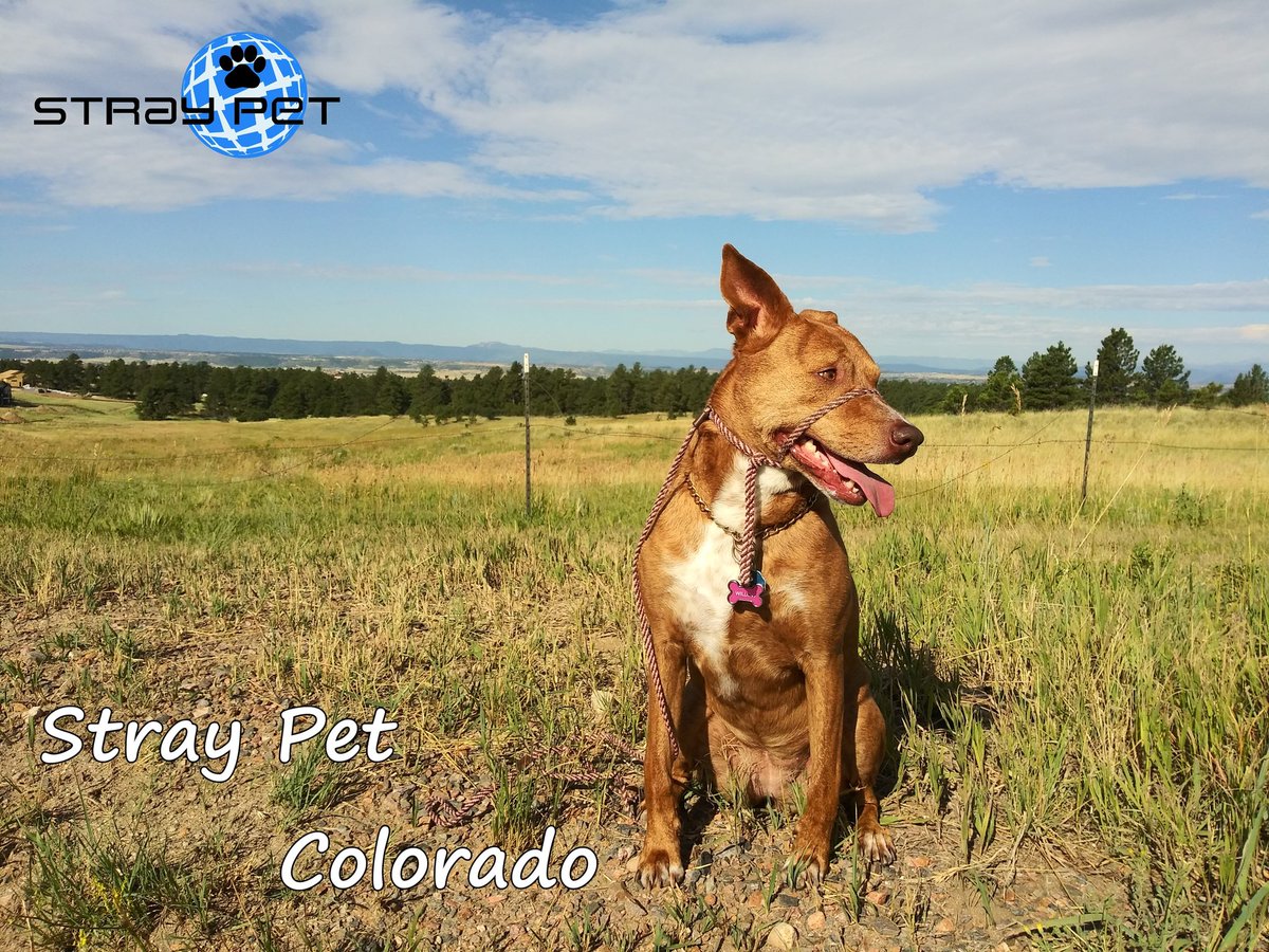 StraypetM's tweet image. Great morning walk at Stray Pet headquarters in Colorado! Willow is a happy girl. #straypet #lostpet #petalert