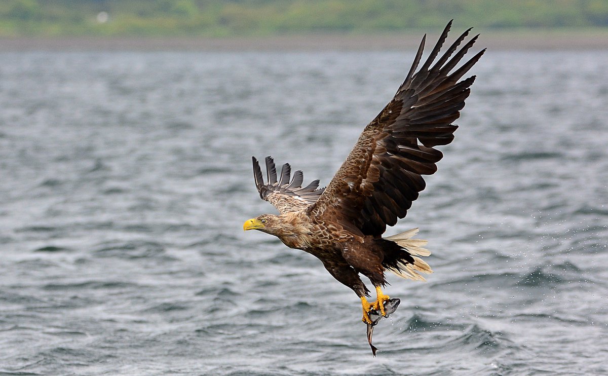 Four pics from a recent trip with <a href="/mullcharters/">Martin Keivers</a> <a href="/WildMull/">Wildlife on Mull</a> @_WildlifeUK_ <a href="/BBCSpringwatch/">BBC Springwatch</a>