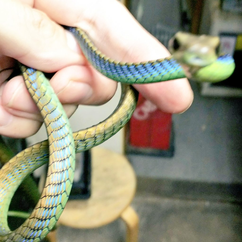 爬虫類 両生類専門店レプティリカス ニシキブロンズヘビ Dendrelaphis Formosus マレーシア産 Wc 後牙類 美 最近はマレーシア便で稀に輸入されて来る美しいブロンズヘビの仲間で 虹のような色彩を持ちます 日中によく発達した視覚を用いて 爬虫類 両生類専門店レプティリカス ニシキブロンズヘビ Dendrelaphis Formosus マレーシア産 Wc 後牙類 美 最近はマレーシア便で稀に輸入されて来る美しいブロンズヘビの仲間で 虹のような色彩を持ちます 日中によく発達した視覚を用いて