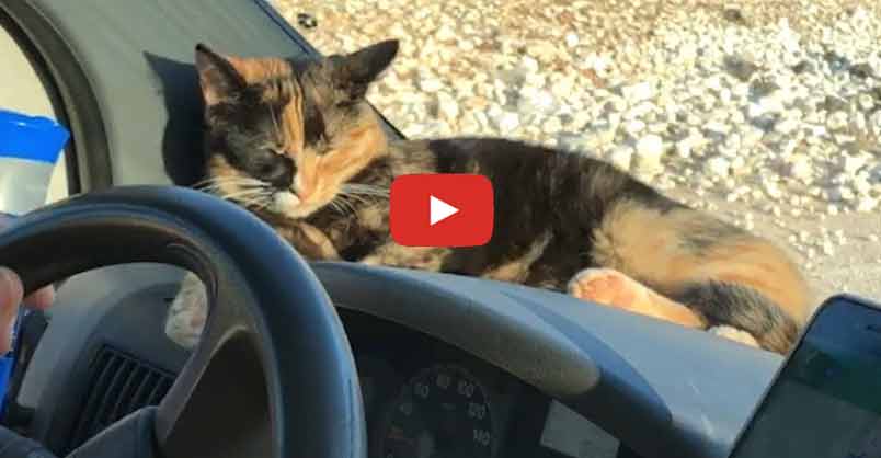 Animation_Press's tweet image. Stray Kitten Won't Let Traveling Couple Leave Her Behind An couple live in their camper van ans as soon as they arrive somewhere they immediately open up the doors to the van and that's when this kitty decided to jump inside and say hello. CLICK to watch…