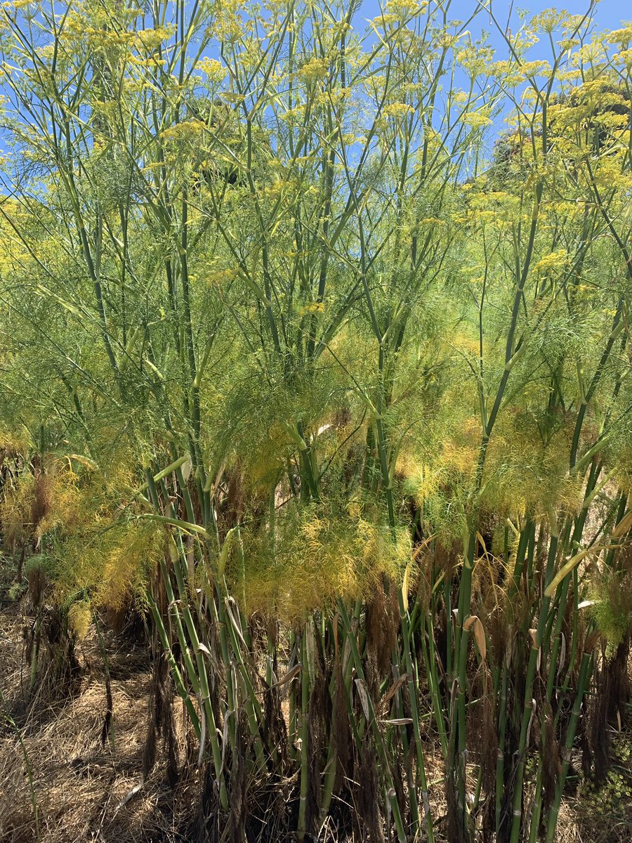 estoninaa's tweet photo. Dynamic mindfulness = self care, connecting with self, nature, and with those who matter.  #ECU4 #mindfulnessmatters #Projecti4EquityWarrior https://t.co/iSKlvO9cCe