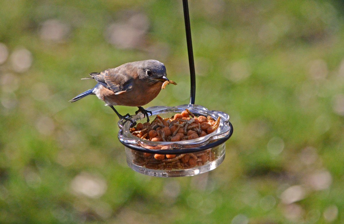 BackyardBirder1's tweet photo. Summer Days &amp; Worm Buffets! - https://t.co/FwXxEr0khD https://t.co/5ZMAViJLgf