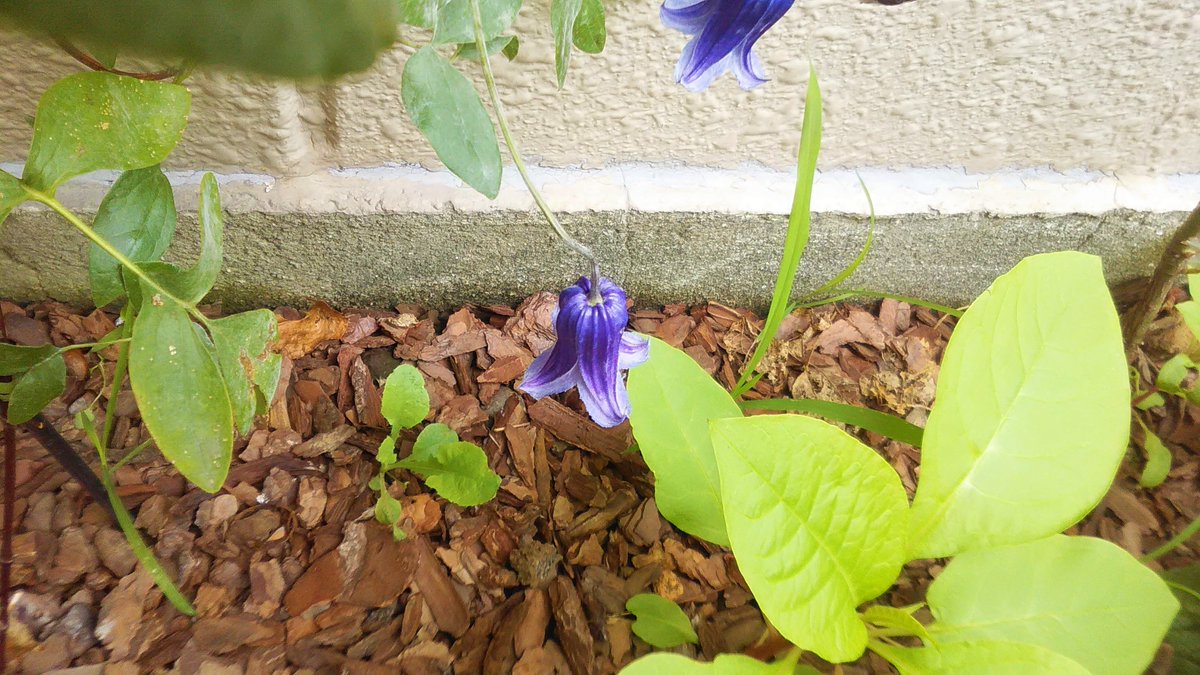 Andiamo 空の彼方へ בטוויטר 19年7月10日 水曜日 8 07 紫の花 リストのラ カンパネラ が聴こえてきそうな紫色の釣り鐘草が咲いていた なかなか 凄いぞcanacanaさん T Co Qnccjfjvqk 釣鐘草 カンパニュラ Campana Bell Can Campa Kolokol Andiamo 空の彼方へ בטוויטר 19年7月10日 水曜日 8 07 紫の花 リストのラ カンパネラ が聴こえてきそうな紫色の釣り鐘草が咲いていた なかなか 凄いぞcanacanaさん T Co Qnccjfjvqk 釣鐘草 カンパニュラ Campana Bell Can Campa Kolokol
