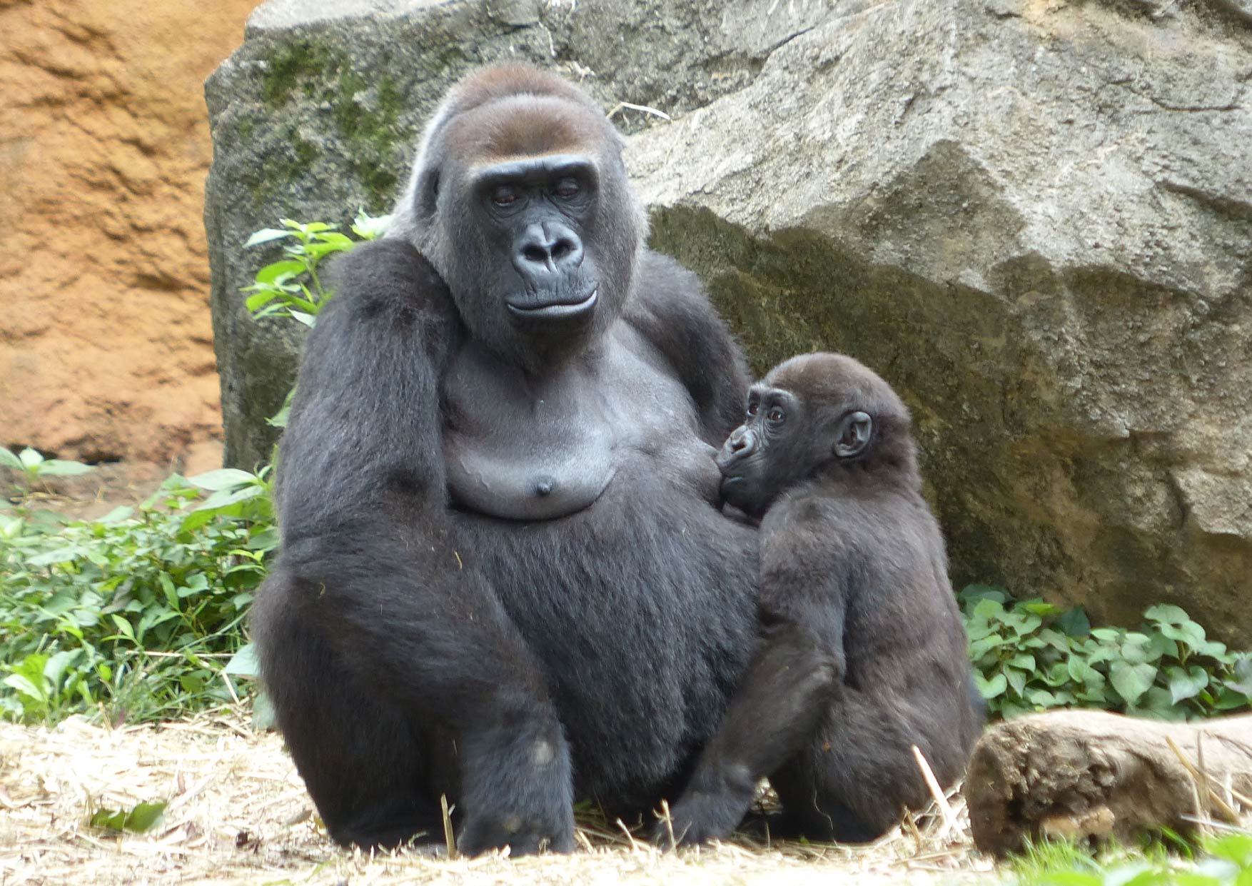 上野動物園 公式 授乳中 ニシゴリラ リキ1才9ヵ月 離乳は2 5 3才 上野動物園 公式 授乳中 ニシゴリラ リキ1才9ヵ月 離乳は2 5 3才