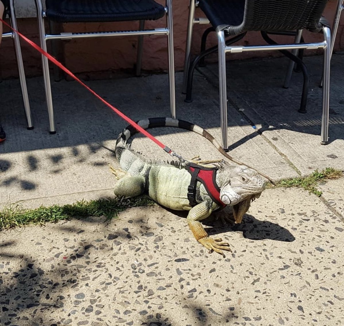 mzshannon's tweet image. I also saw this today on my excursion to a new cafe. Idk if I’ll be going back to this one 😰 #whet