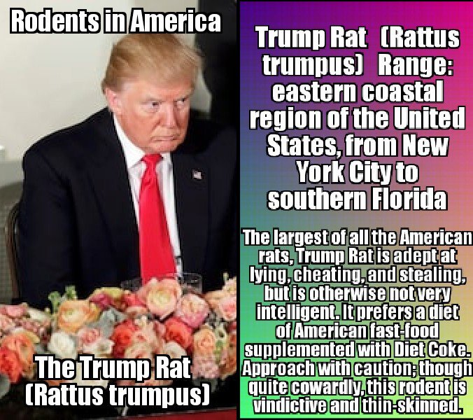 twitchtail's tweet image. My fellow Americans, please be on the lookout for this invasive species. It's spread outside of its native range is proving to be very detrimental to the environment. 
@realDonaldTrump 
#FakePresident 
#RussianAsset 
#ratinfested 
#BiggestRat