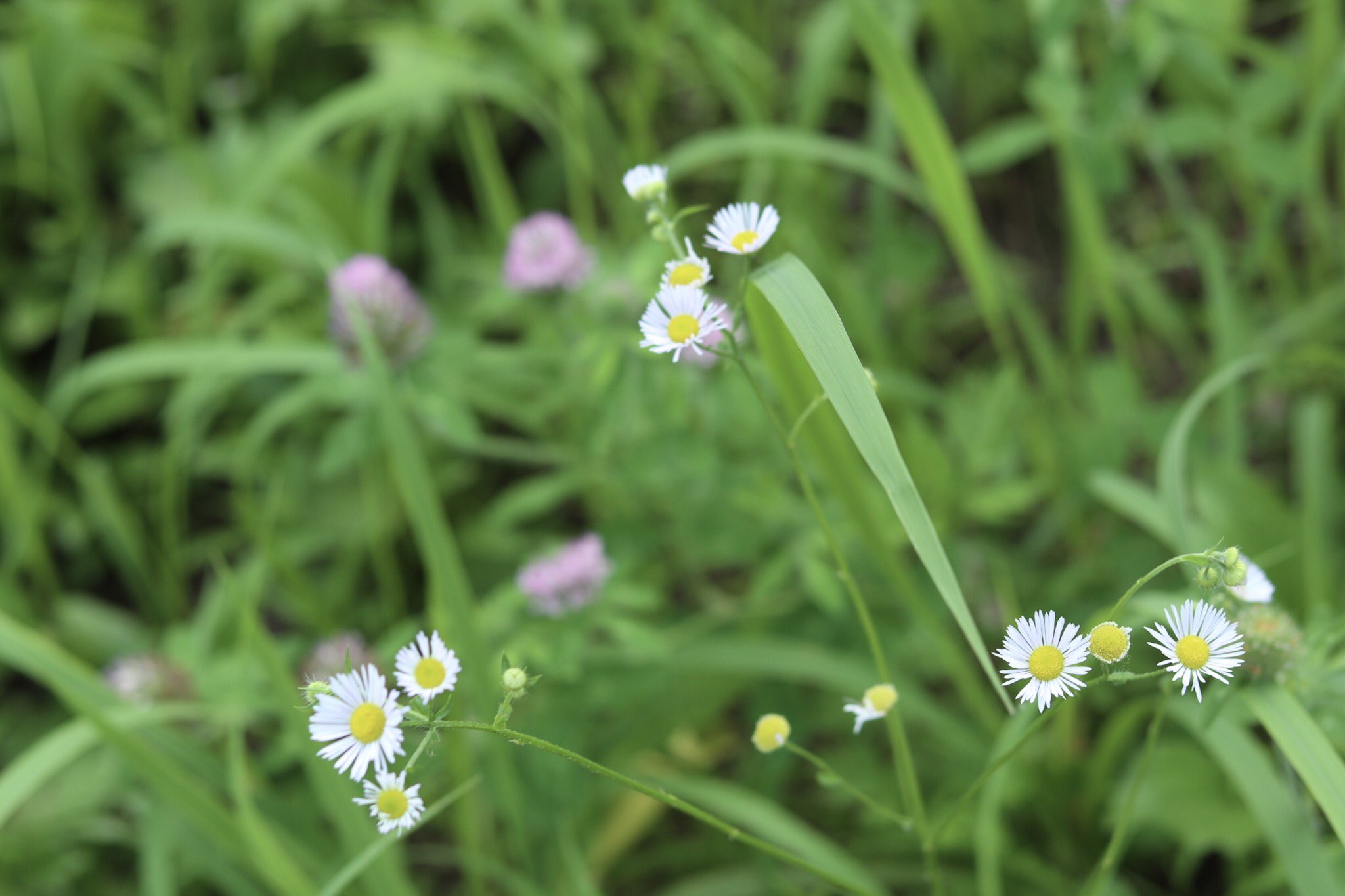 ７月の花 Twitter Search Twitter