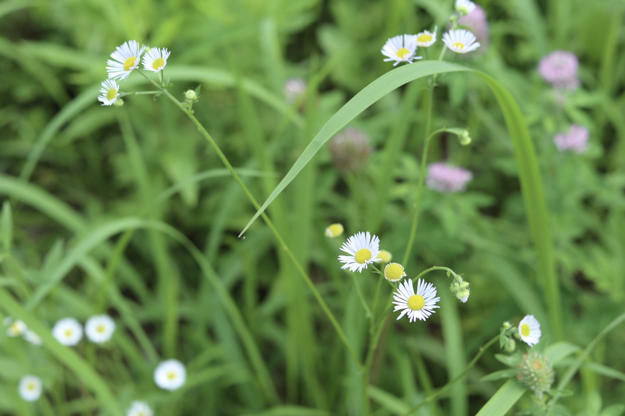 ７月の花 Twitter Search Twitter