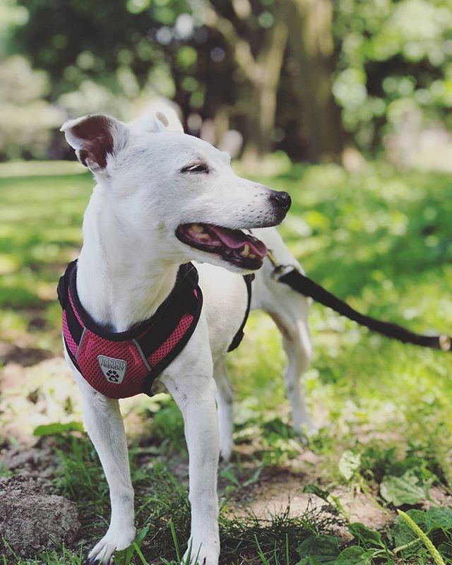 TheMediaHaus's tweet photo. Daisy The MediaHaus Mascot is hopin' you're all having a great weekend ✌️ (Yeah, any excuse to post a dog pic. We have no shame. ) https://t.co/2uuCaPCAEs https://t.co/OL7pB1a53z