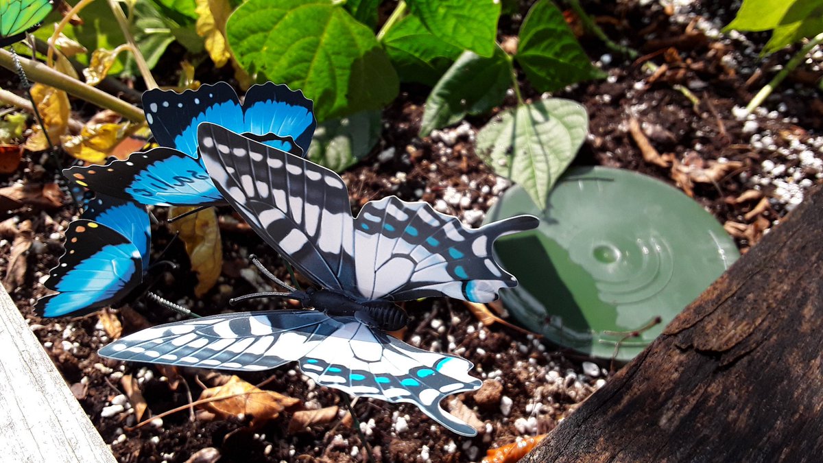 A blue colored fantasy Swallowtail Butterfly pic in a garden bed.