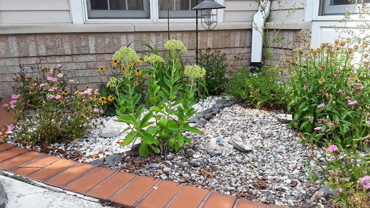 A garden bed of pollinator food plants.