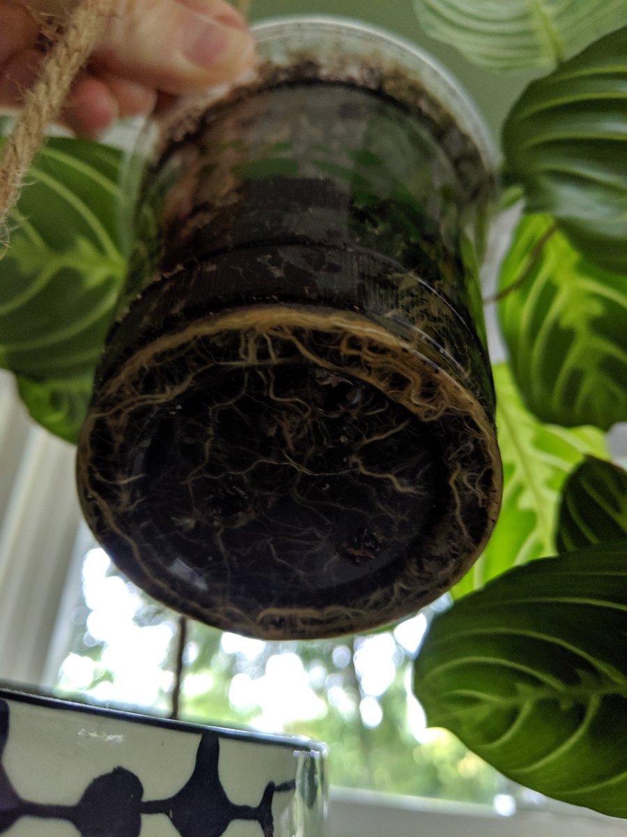 Jewcoby1's tweet photo. @Swansons Looks like it's slightly root bound but I thought prayer plants liked being a little root bound. Just tuck em in then? https://t.co/NkkDu6hduy
