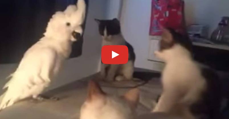 Animation_Press's tweet image. Copy-Cat Bird Wants to be a Kitten This cheeky feathered friend has taken the term copy-cat to a whole new level! CLICK to watch &amp;gt; bit.ly/2aGZlxU?utm_ca…