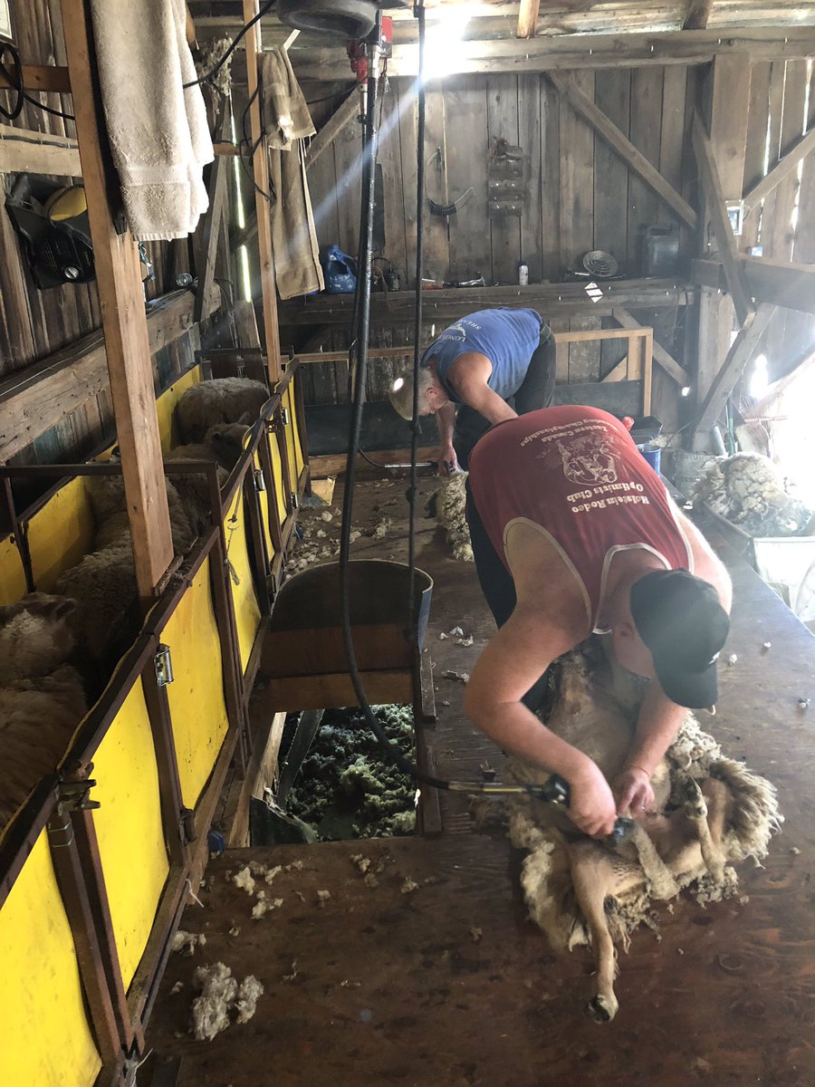 Shearing #wandfamilyfarm on July 22. Shearers were Gerald Gemmill and Tyler Armstrong
