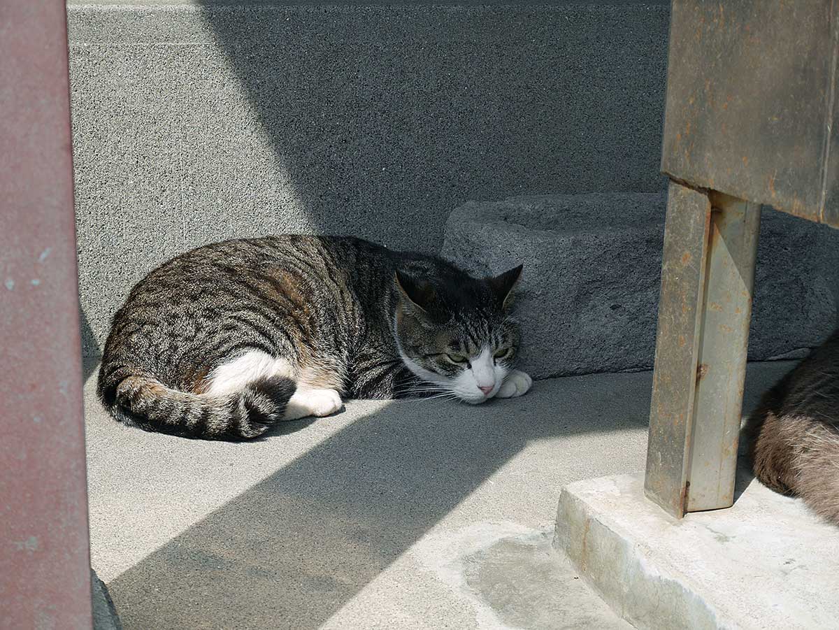 猫と名言 Catword16 Twitter 猫と名言 Catword16 Twitter