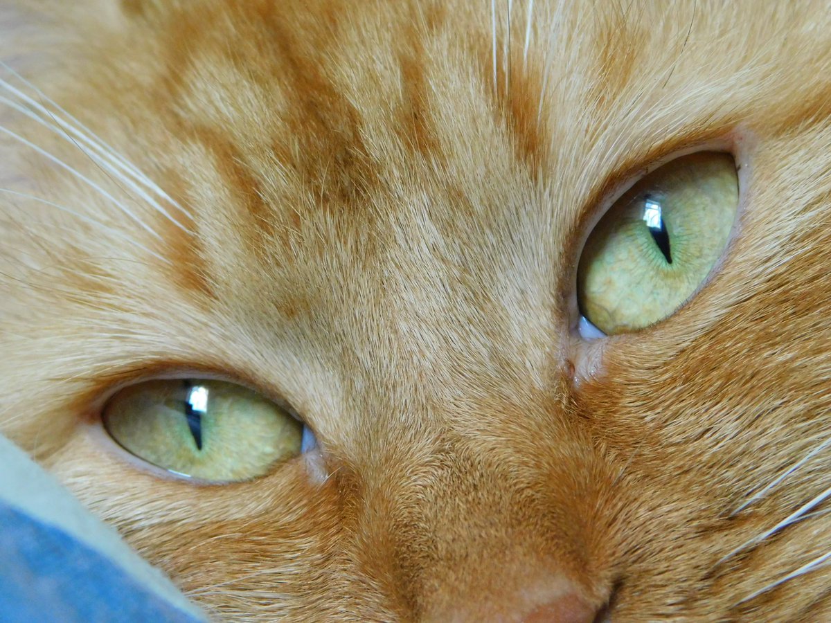 "The eyes are the window to the soul"
And cats eyes are the most amazing I think!

#catseyes #Caturday #CatGlowUp #CatsOfTwitter #eyes #love #loveeyes #thelookoflove #cats