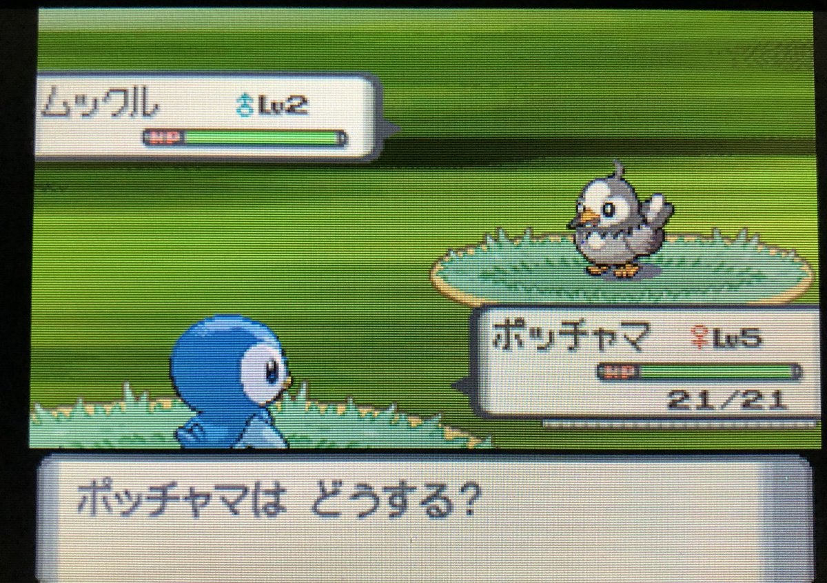 最も欲しかった ポケモン プラチナ ポッチャマ 厳選