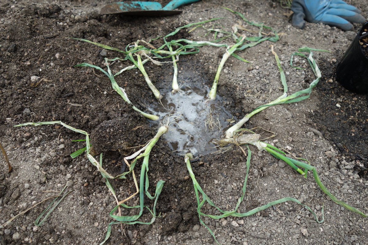 もぐみん 家庭菜園研究家 ズッキーニ 第二章開始 結界みたいにネギを混植させました 美味い具合に土壌病害を防いでくれるとありがたいです 家庭菜園 コンパニオンプランツ