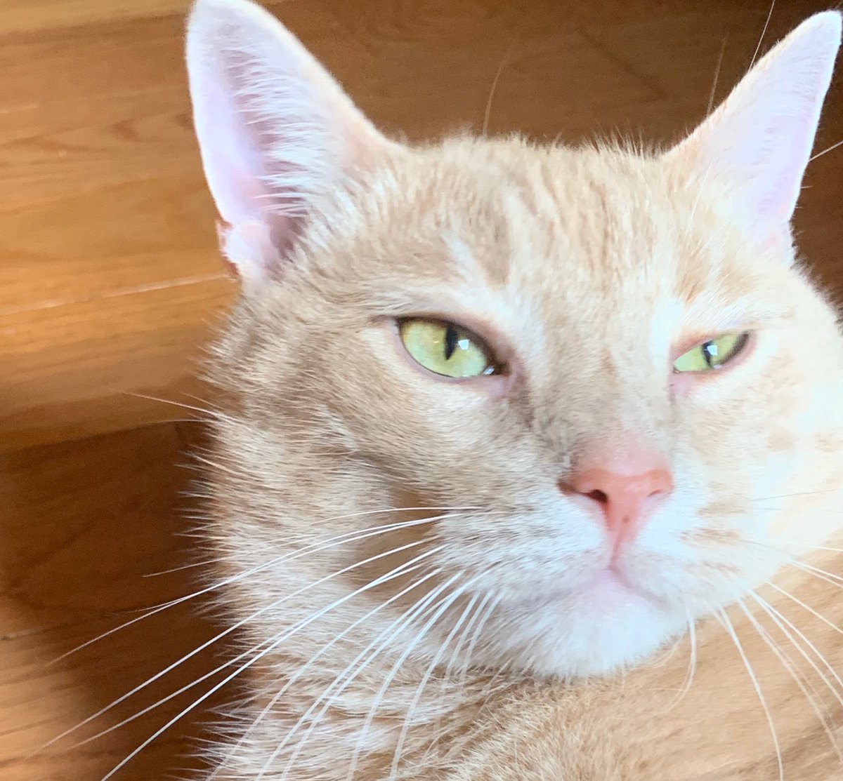 hemifitzy2's tweet photo. #hemi #glamour #puss #CatsOfTwitter https://t.co/4jcUv0oitv