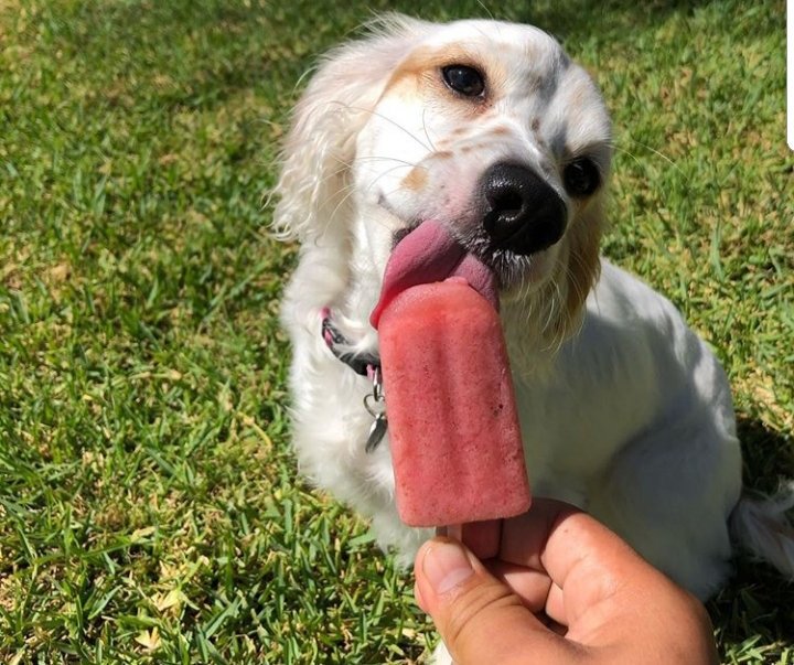 Luna looking amazing! Keep your pups cool!#baxterspupsicles #dogs #treats #dogtreats #icecream