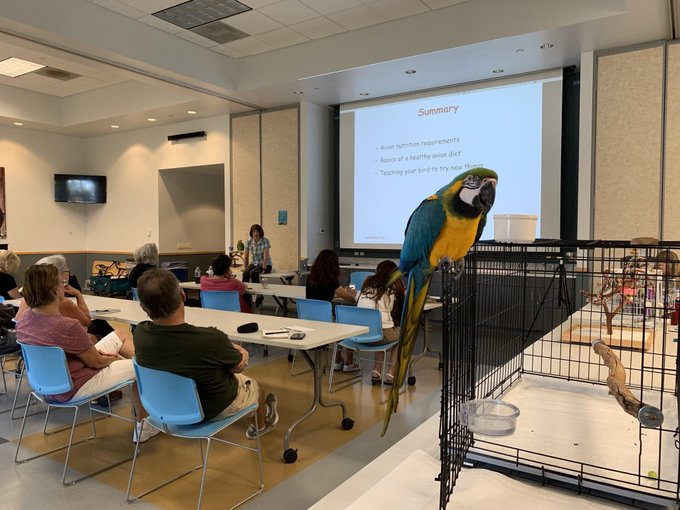 Schritt-für-Schritt-Anleitung zum Lehren Ihres Papageis, um zu sprechen