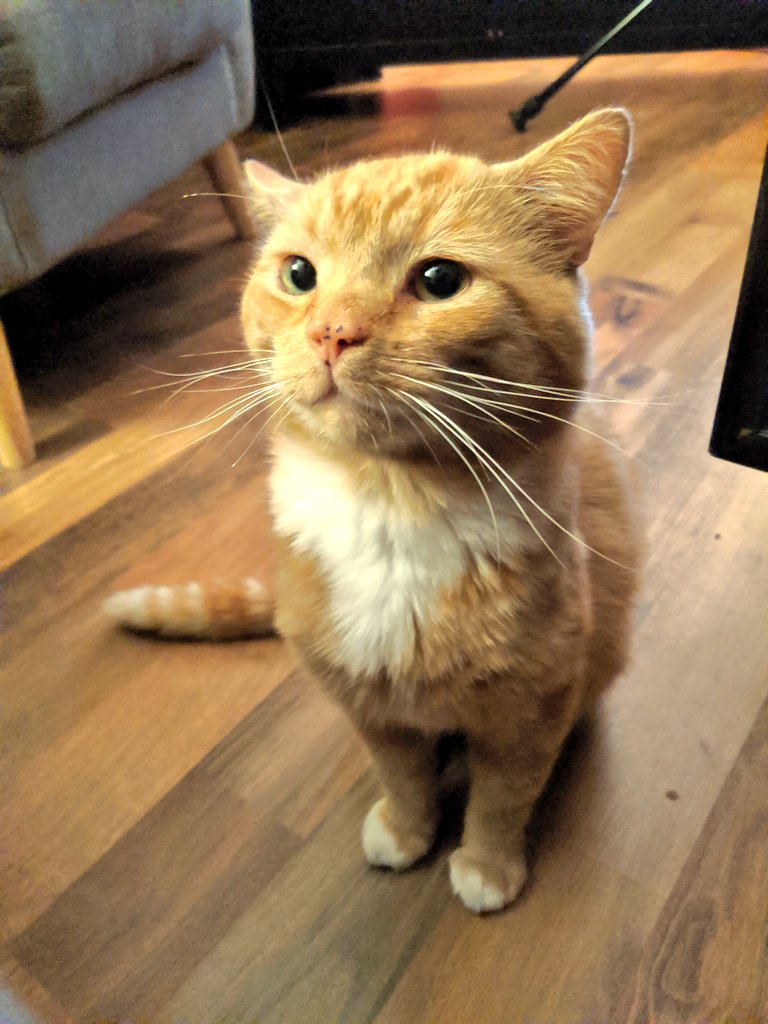thegoodcatboy's tweet photo. im ready ,,,,for my , foarehead Kiss https://t.co/AIKBR1Ofe6