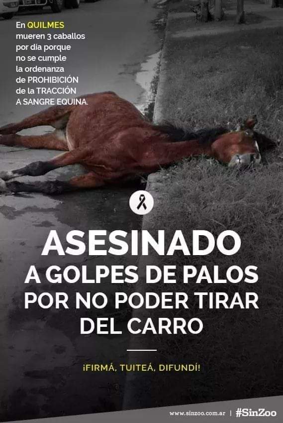 buttygise's tweet photo. en campaña prometiste exterminar la tracción a sangre, y esto está pasando en Quilmes, hacete cargo cocinero corrupto https://t.co/NX4kYU8RF2