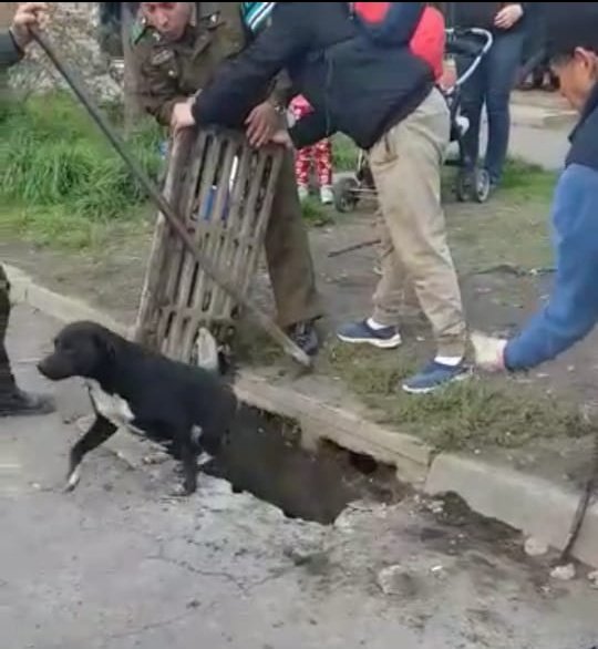 CarabNuble's tweet image. Tras varias horas de trabajo, Carabineros de la Subcomisaría #Huambalí y vecinos de Villa #DoñaIsabel rescataron a 3 perros que estaban atrapados en un alcantarillado sin salida. Tras el rescate, los animales quedaron al cuidado de una familia del sector.
Somos #OrdenyPatria