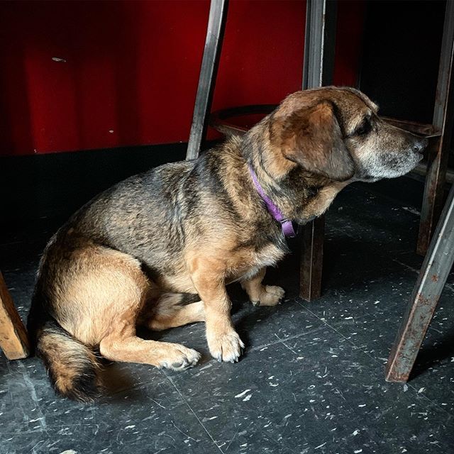 pedrohernandez's tweet photo. Met this distinguished pup at #artbar this evening after celebrating the GA Peloton cohort's one-year anniversary!!! #timeflies https://t.co/33Bv8V1UXk https://t.co/SDO2gLT92K