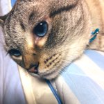 夜鳴きが激しいネコの原因「さみしがっているだけ」