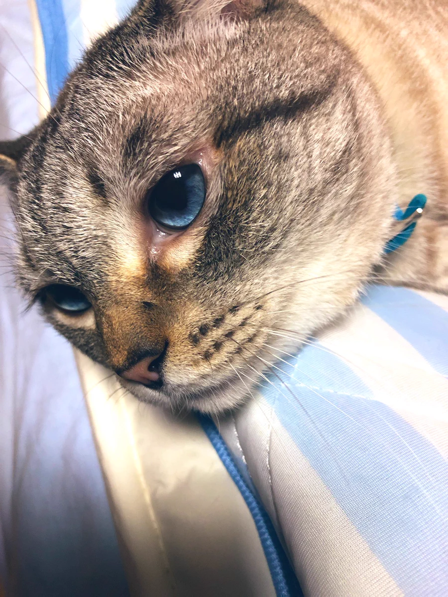 夜鳴きが激しいネコの原因「さみしがっているだけ」