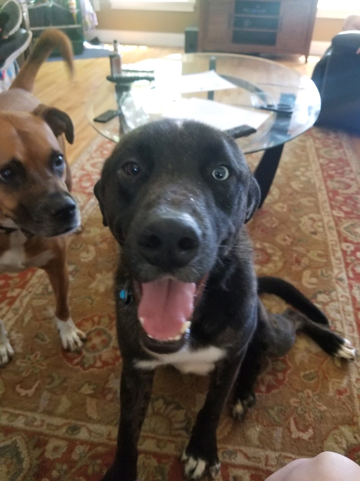  doggy(s) says happy birthday    