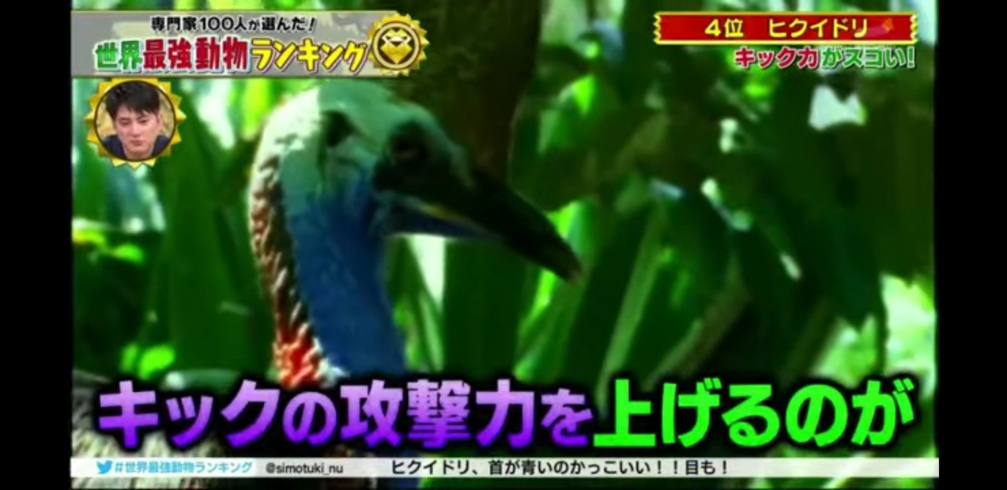 おつぶやん 昨日やった世界最強動物ランキング第4位の ヒクイドリ 現存する生き物の中で最も恐竜に近いと言う鳥 そのキックの破壊力たるや原付バイクがぶつかってきたぐらいの衝撃だとか っていうか顔 Youtubeで観れますよ この手の動物対決好きな方 おつぶやん 昨日やった世界最強動物ランキング第4位の ヒクイドリ 現存する生き物の中で最も恐竜に近いと言う鳥 そのキックの破壊力たるや原付バイクがぶつかってきたぐらいの衝撃だとか っていうか顔 Youtubeで観れますよ この手の動物対決好きな方