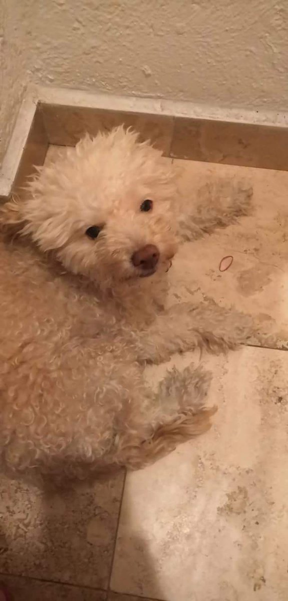 LinaM99385643's tweet photo. Amigos por favor ayúdenme a compartir mi perrita sigue sin aparecer, no saben la angustia que se siente. Se perdió en la calle laguna del ensueño, colonia ampliación selene, alcaldía Tláhuac.@PerdiDogsCDMX @Apoyo_Croqueton @MarianimaLOVERS @PrrosPerdidosMX @prensaanimal4 https://t.co/Q1PvuLb9BX