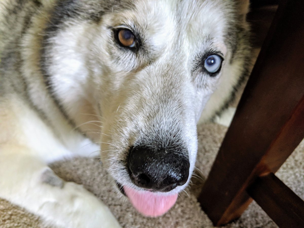 Elsa 🐶 tweet media