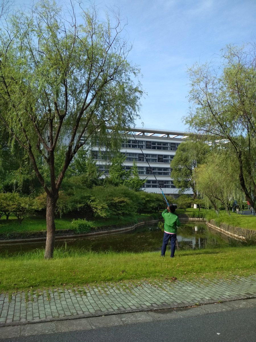 Direct #entomophagy in #Hangzhou, Zhejiang province #China seen on these photos. A man collecting the #bugs with a stick and net for making lunch. Photos by <a href="/glumac_xd/">Miodrag Glumac, PhD</a>
