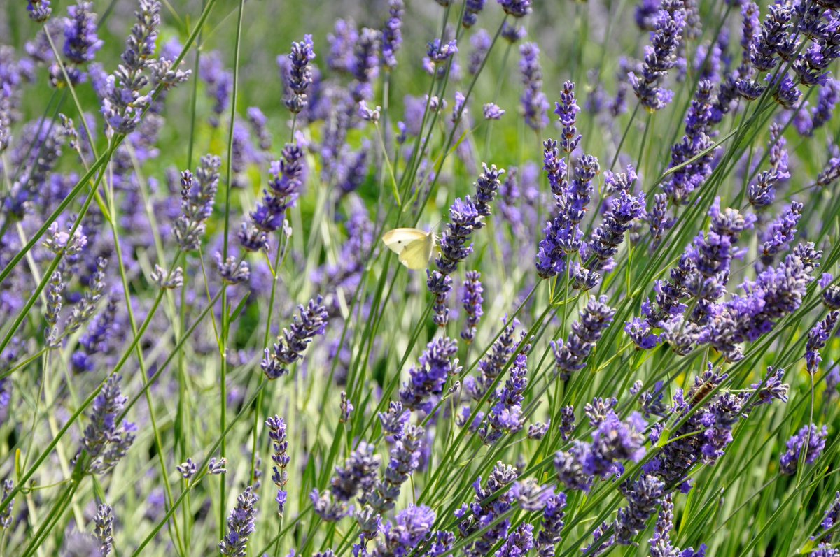 Slow down.
Calm down.
Don’t worry.
Don’t hurry.
Trust the process🐛🦋 
Happy Sunday 🌱💜
#butterfly #change #growth #lavender #danesfieldgardens #purple #aroma #aromatherapy #gardens #englishgardens #smallluxuryhotels #SundayMorning #hotelsoftheworld #hotelgarden
