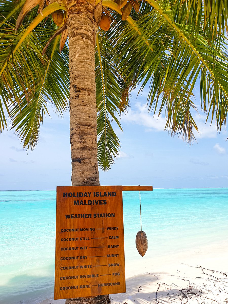 holiday_mv's tweet photo. The coconut says it's a calm and sunny day in Holiday Island. Perfect for a beach day

#maldives #holidayislandresort #villahotels #beach https://t.co/BlKswlULal