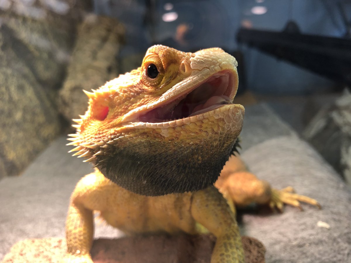 Keikei 家主 ぷはあっ やっと家事が一息ついた さてとジェと戯れ ジェ やめろよな 気持ちよくバスキングしてるんだぜ フトアゴヒゲトカゲ フトアゴ 爬虫類 戯れたい プチ威嚇で拒否 つれない 徒なるかな 家主悲しい