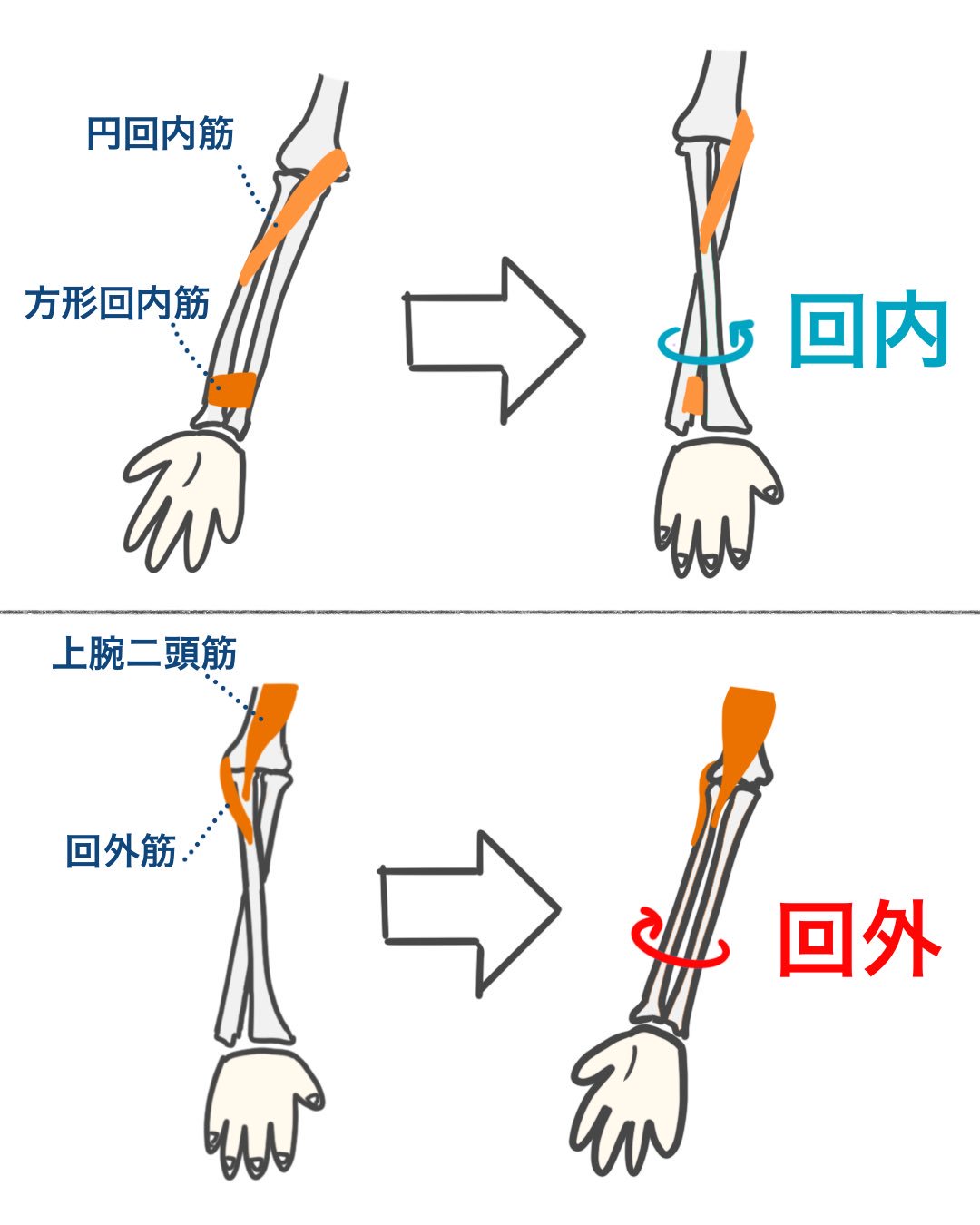 ゴロ 解剖生理イラスト イラストで分かる 前腕の回内と回外 に関わる筋肉 T Co Aiv2rwttgf Twitter