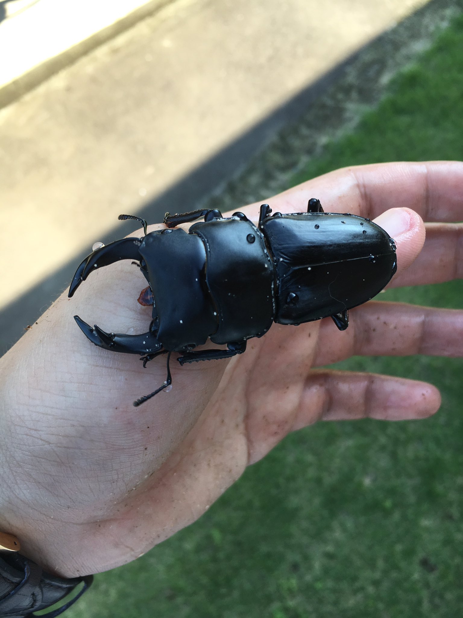 く*ま様 オオクワガタWD 樹液採集個体68㎜ く*ま様 オオクワガタWD 樹液採集個体68㎜ く*ま様 オオクワガタ